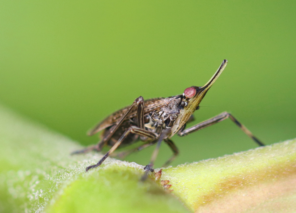 Partridge Bug - Scolops sulcipes Habitat: Garden<br />
<figure class="photo"><a href="https://www.jungledragon.com/image/156554/partridge_bug_-_scolops_sulcipes.html" title="Partridge Bug - Scolops sulcipes"><img src="https://s3.amazonaws.com/media.jungledragon.com/images/3232/156554_thumb.jpg?AWSAccessKeyId=05GMT0V3GWVNE7GGM1R2&Expires=1767225610&Signature=3HcqMlFumGt7nDCKDbsmbXI9cLg%3D" width="200" height="134" alt="Partridge Bug - Scolops sulcipes Habitat: Garden<br />
https://www.jungledragon.com/image/156556/partridge_bug_-_scolops_sulcipes.html Dictyopharidae,Geotagged,Partridge Bug,Scolops sulcipes,Summer,United States,planthopper,scolops" /></a></figure> Geotagged,Partridge Bug,Scolops sulcipes,Summer,United States,planthopper,scolops