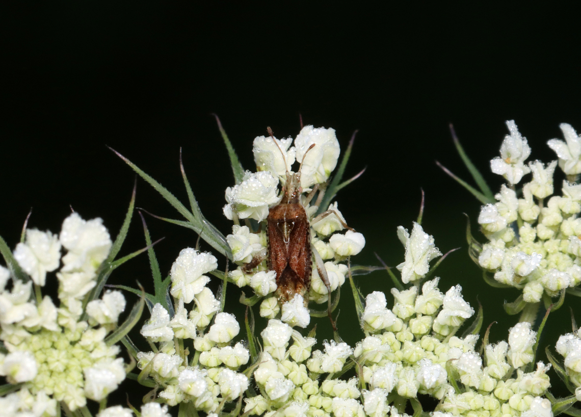 Scentless Plant Bug - Harmostes fraterculus Habitat: On Daucus carota; Garden Geotagged,Harmostes,Harmostes fraterculus,Scentless Plant Bug,Summer,United States,Wild Carrot,bug,daucus carota,plant bug,rhopalidae