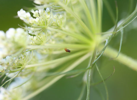 Insect Larva covered in Frass I'm pretty sure it was a larva disguised as poop. But, it also might have just been poop.

Habitat: Daucus carota; garden Daucus carota,Geotagged,Summer,United States,Wild Carrot,frass,larva,nymph,poop