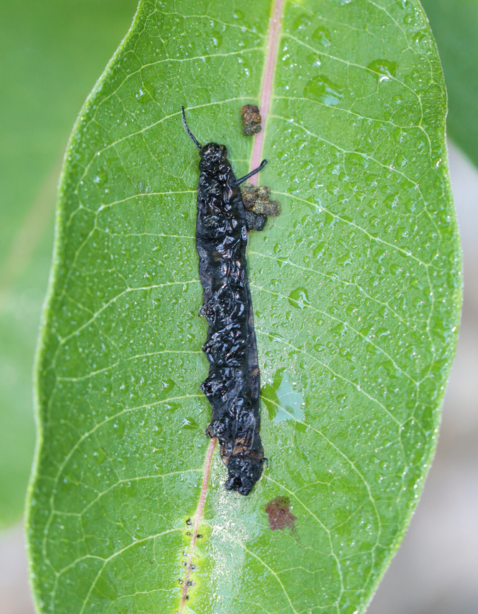Diseased Monarch Caterpillar - Danaus plexippus This caterpillar was very dead. The likely cause of death is either Pseudomonas or NPV.<br />
<br />
Habitat: Milkweed; garden Danaus plexippus,Geotagged,Monarch butterfly,NPV,Summer,United States,caterpillar,danaus,larva,monarch,pseudomonas