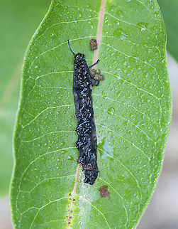 Diseased Monarch Caterpillar - Danaus plexippus This caterpillar was very dead. The likely cause of death is either Pseudomonas or NPV.

Habitat: Milkweed; garden Danaus plexippus,Geotagged,Monarch butterfly,NPV,Summer,United States,caterpillar,danaus,larva,monarch,pseudomonas