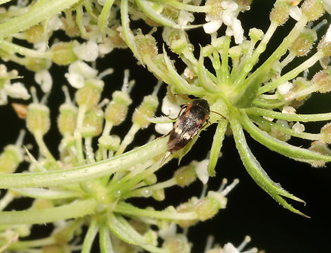 Tumbling Flower Beetle - Falsomordellistena pubescens Habitat: Daucus carota; garden Falsomordellistena,Falsomordellistena pubescens,Geotagged,Summer,Tumbling Flower Beetle,United States,beetle,mordellidae