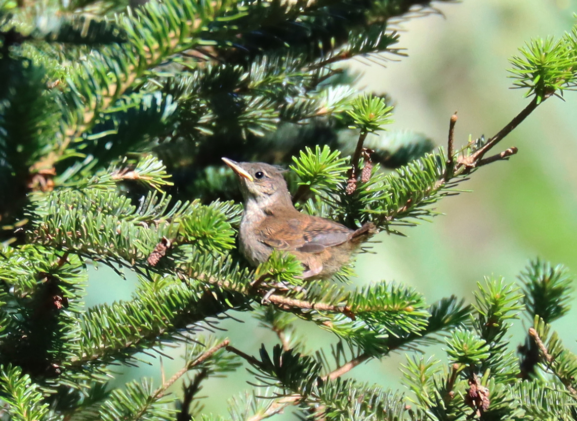Fledgling House Wren -  Troglodytes aedon Habitat: Coniferous meadow Geotagged,House wren,Summer,Troglodytes,Troglodytes aedon,United States; wren,fledgling