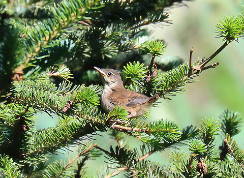 Fledgling House Wren -  Troglodytes aedon Habitat: Coniferous meadow Geotagged,House wren,Summer,Troglodytes,Troglodytes aedon,United States; wren,fledgling