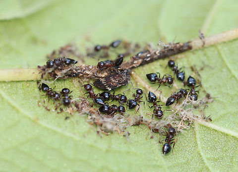 Treehopper (Publilia concava) being farmed by 19 Ants (Crematogaster cerasi) There was one adult treehopper, in addition to some nymphs, that were being herded by 19 ants (Crematogaster cerasi, I think). They had a perimeter of debris surrounding them -- I'm not sure if that was purposeful or just a happy coincidence.

Habitat: Garden Geotagged,Publilia,Publilia concava,Summer,United States,ant farming,ant herding,ants,crematogaster,crematogaster cerasi,membracidae,nymph,treehopper
