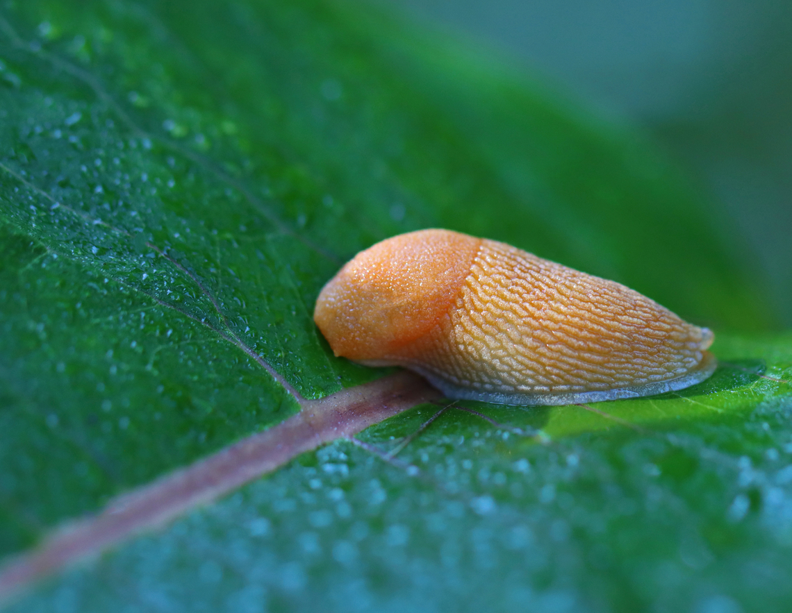 Dusky Arion Slug - Arion subfuscus Habitat: Garden Arion,Arion fuscus,Arion subfuscus,Dusky Arion,Geotagged,Summer,United States,slug