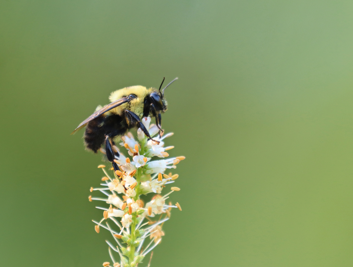 Brown-belted Bumble Bee (Male) - Bombus griseocollis Habitat: Garden Bombus,Bombus griseocollis,Brown-belted Bumble Bee,Geotagged,Summer,United States,bee,bumble bee
