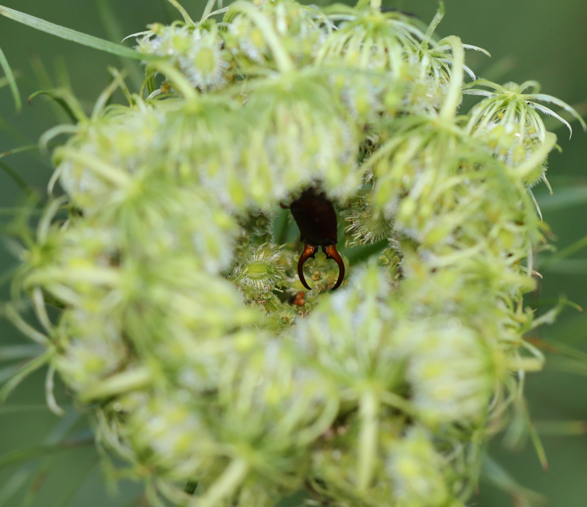 European Earwig - Forficula auricularia Hiding in wild carrot (Daucus carota)<br />
<br />
Habitat: Garden Daucus carota,European earwig,Forficula auricularia,Geotagged,Summer,United States,earwig,forficula,forficulidae,wild carrot