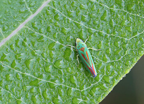 Rhododendron Leafhopper - Graphocephala fennahi Habitat: Garden Geotagged,Graphocephala,Graphocephala fennahi,Rhododendron leafhopper,Summer,United States,leafhopper
