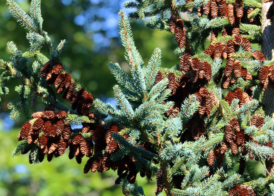Spruce - Picea sp. The top of the tree was loaded with cones.<br />
<br />
Habitat: Coniferous meadow Geotagged,Summer,United States,conifer,picea,spruce