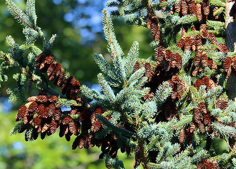 Spruce - Picea sp. The top of the tree was loaded with cones.

Habitat: Coniferous meadow Geotagged,Summer,United States,conifer,picea,spruce