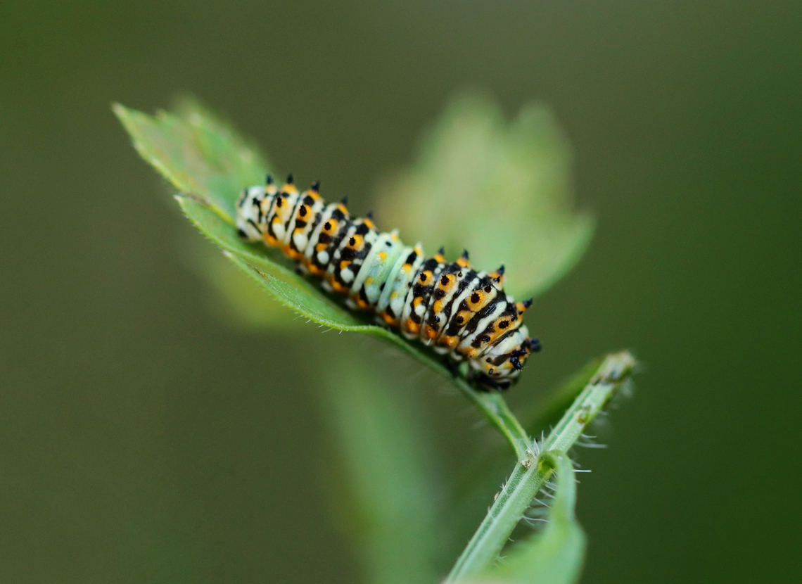 Black Swallowtail Caterpillar - Papilio polyxenes 4th instar, I think.<br />
<br />
Habitat: Garden Black Swallowtail,Geotagged,Papilio,Papilio polyxenes,Summer,United States,caterpillar,larva
