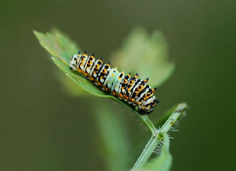 Black Swallowtail Caterpillar - Papilio polyxenes 4th instar, I think.

Habitat: Garden Black Swallowtail,Geotagged,Papilio,Papilio polyxenes,Summer,United States,caterpillar,larva