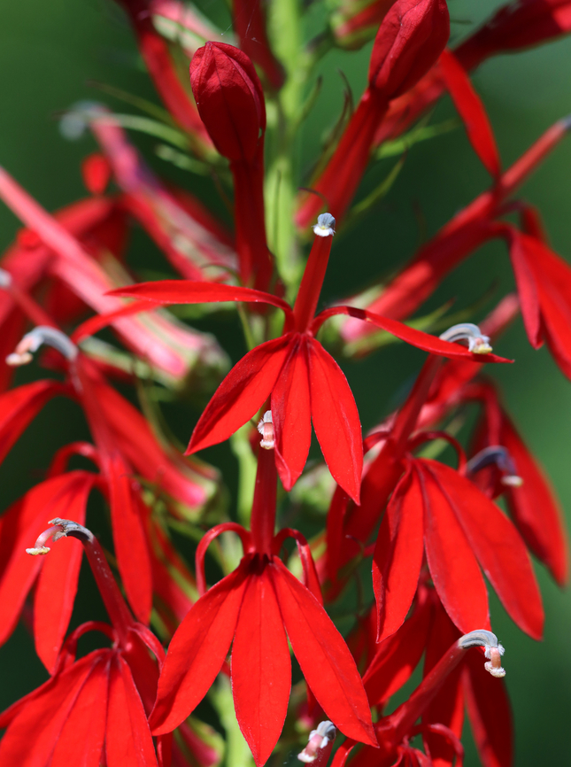 Cardinal Flower - Lobelia cardinalis Same plant, a couple weeks earlier:<br />
<figure class="photo"><a href="https://www.jungledragon.com/image/156546/cardinal_flower_-_lobelia_cardinalis.html" title="Cardinal Flower - Lobelia cardinalis"><img src="https://s3.amazonaws.com/media.jungledragon.com/images/3232/156546_thumb.jpg?AWSAccessKeyId=05GMT0V3GWVNE7GGM1R2&Expires=1763596810&Signature=%2B0XEsxYaU%2BZK%2FaQHWH2JYm%2FLKno%3D" width="104" height="152" alt="Cardinal Flower - Lobelia cardinalis Budding flowers.<br />
<br />
Habitat: Pondside<br />
<br />
A couple weeks later:<br />
https://www.jungledragon.com/image/156585/cardinal_flower_-_lobelia_cardinalis.html Cardinal Flower,Geotagged,Lobelia cardinalis,Summer,United States,lobelia" /></a></figure><br />
<br />
Habitat: Pondside Cardinal Flower,Geotagged,Lobelia,Lobelia cardinalis,Summer,United States