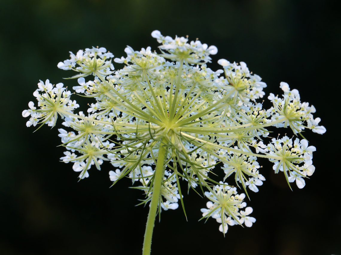 Wild Carrot - Daucus carota I inspect wild carrot whenever possible because it&#039;s usually loaded with arthropods.<br />
<ul class="collections-simple"><li><a href="https://www.jungledragon.com/list/648" title="view as slideshow" class="button slideshow"><em class="fa fa-bookmark"></em>Wild Carrot Critters</a></li></ul> Daucus,Daucus carota,Geotagged,Queen Anne's lace,Summer,United States,Wild carrot