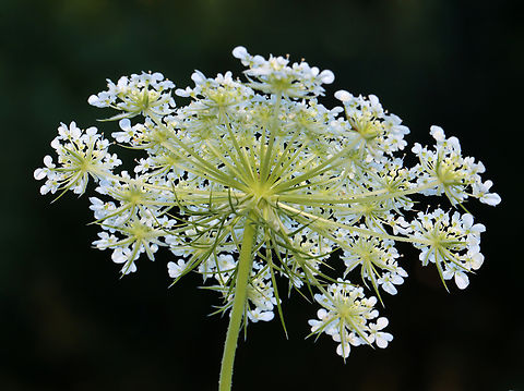 Wild Carrot - Daucus carota I inspect wild carrot whenever possible because it's usually loaded with arthropods.
https://www.jungledragon.com/list/648/wild_carrot_critters.html Daucus,Daucus carota,Geotagged,Queen Anne's lace,Summer,United States,Wild carrot