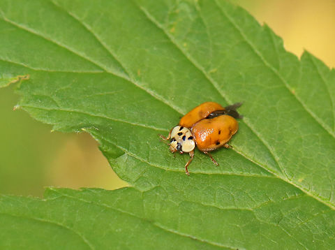 Asian Ladybeetle - Harmonia axyridis It didn't look healthy, but I didn't see any fungus, like Hesperomyces virescens, growing on it. It could have some other disease or just be deformed/injured.

Habitat: Garden Asian ladybeetle,Geotagged,Harmonia,Harmonia  axyridis,Harmonia axyridis,Multicolored Asian Lady Beetle,Summer,United States,beetle,ladybeetle,ladybug