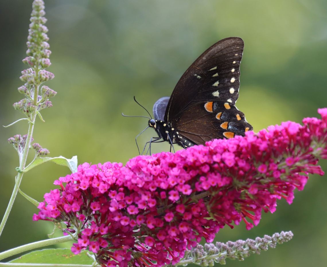 Spicebush Swallowtail - Papilio troilus Habitat: Garden Geotagged,Papilio,Papilio troilus,Spicebush Swallowtail,Summer,United States,butterfly,swallowtail