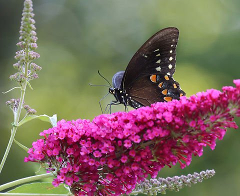 Spicebush Swallowtail - Papilio troilus Habitat: Garden Geotagged,Papilio,Papilio troilus,Spicebush Swallowtail,Summer,United States,butterfly,swallowtail