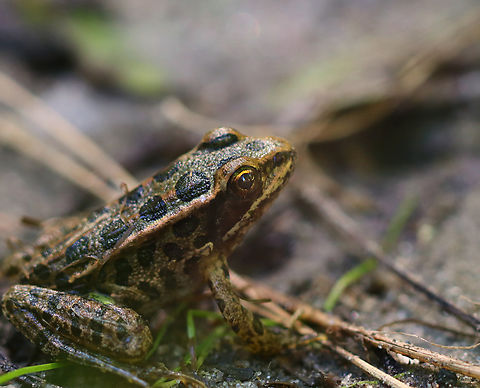 Pickerel Frog - Lithobates palustris Habitat: Pondside Geotagged,Lithobates palustris,Pickerel frog,Summer,United States,frog,lithobates