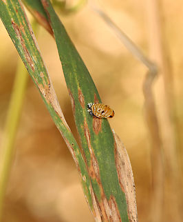 Multicolored Asian Lady Beetle Pupa - Harmonia axyridis I spotted numerous pupae in this garden.

Habitat: Garden
https://www.jungledragon.com/image/156658/multicolored_asian_lady_beetle_pupa_-_harmonia_axyridis.html
https://www.jungledragon.com/image/156660/multicolored_asian_lady_beetle_pupa_-_harmonia_axyridis.html
https://www.jungledragon.com/image/156659/multicolored_asian_lady_beetle_pupa_-_harmonia_axyridis.html Geotagged,Harmonia axyridis,Multicolored Asian Lady Beetle,Summer,United States