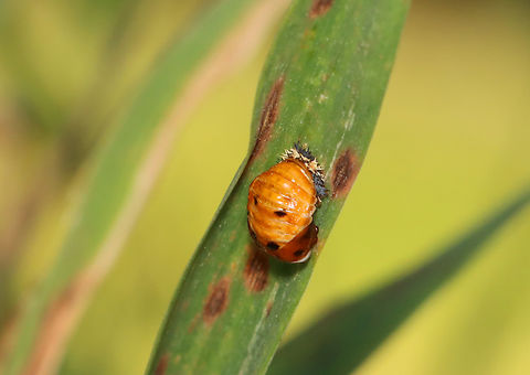 Multicolored Asian Lady Beetle Pupa - Harmonia axyridis I spotted numerous pupae in this garden.

Habitat: Garden
https://www.jungledragon.com/image/156658/multicolored_asian_lady_beetle_pupa_-_harmonia_axyridis.html
https://www.jungledragon.com/image/156660/multicolored_asian_lady_beetle_pupa_-_harmonia_axyridis.html
https://www.jungledragon.com/image/156659/multicolored_asian_lady_beetle_pupa_-_harmonia_axyridis.html Geotagged,Harmonia,Harmonia axyridis,Multicolored Asian Lady Beetle,Summer,United States,lady beetle,ladybug,pupa