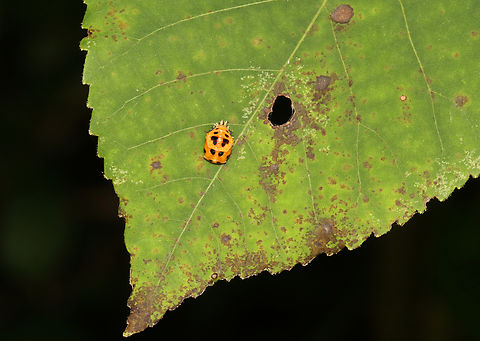 Multicolored Asian Lady Beetle Pupa - Harmonia axyridis I spotted numerous pupae in this garden.

Habitat: Garden
https://www.jungledragon.com/image/156658/multicolored_asian_lady_beetle_pupa_-_harmonia_axyridis.html
https://www.jungledragon.com/image/156660/multicolored_asian_lady_beetle_pupa_-_harmonia_axyridis.html
https://www.jungledragon.com/image/156659/multicolored_asian_lady_beetle_pupa_-_harmonia_axyridis.html Geotagged,Harmonia axyridis,Multicolored Asian Lady Beetle,Summer,United States