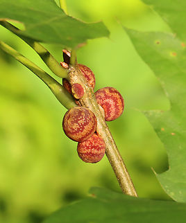 Banded Bullet Gall - Kokkocynips imbricariae Host: Oak (Quercus sp.) Banded Bullet Gall Wasp,Dryocosmus imbricariae,Geotagged,Kokkocynips,Kokkocynips imbricariae,Summer,United States,gall