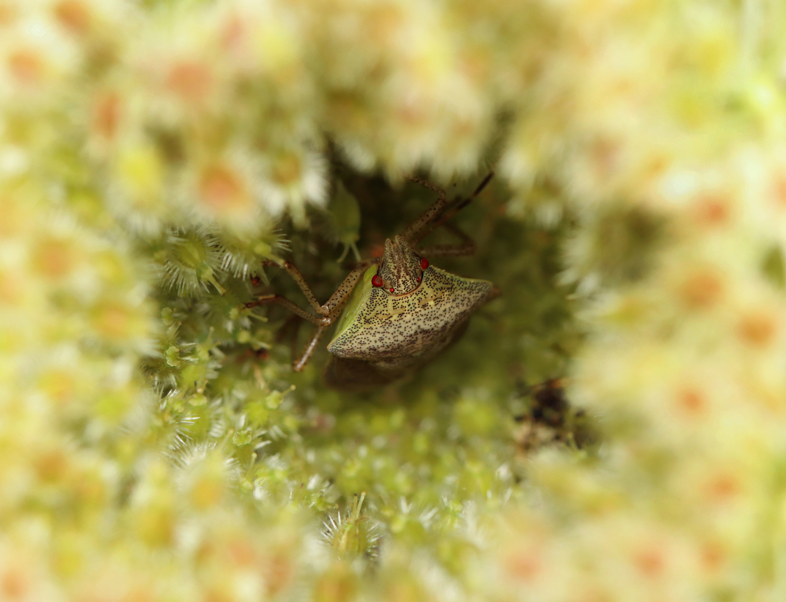 Brown Stink Bug Nymph - Euschistus servus Habitat: Hiding inside a wild carrot (Daucus carota) seed head Brown Stink Bug,Daucus carota,Euschistus,Euschistus servus,Geotagged,Summer,United States,bug,nymph,pentatomidae,stink bug,wild carrot