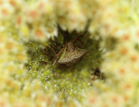Brown Stink Bug Nymph - Euschistus servus Habitat: Hiding inside a wild carrot (Daucus carota) seed head Brown Stink Bug,Daucus carota,Euschistus,Euschistus servus,Geotagged,Summer,United States,bug,nymph,pentatomidae,stink bug,wild carrot