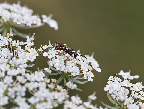 Kleptoparasitic Spider Wasp - Ceropales maculata Kleptoparasitism is theft. The wasps take prey/pollen/stored food from another that has caught, killed, or stored it.

Habitat: Wild carrot (Daucus carota); meadow Ceropales,Ceropales maculata,Geotagged,Summer,United States,daucus carota,kleptoparasitic spider wasp,kleptoparasitism,spider wasp,wasp,wild carrot
