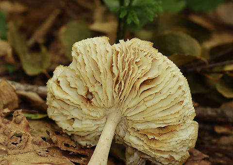 Platterful Mushrooms - Megacollybia rodmanii Habitat: Growing on rotting wood; deciduous forest Geotagged,Megacollybia,Megacollybia rodmanii,Platterful Mushrooms,Summer,United States,fungus,mushroom,mushrooms