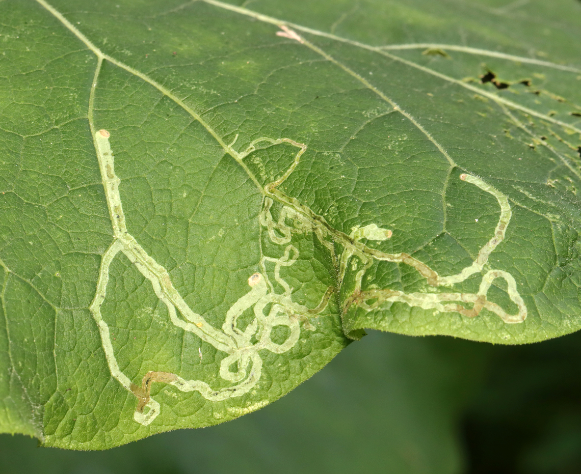 Leaf Miner Fly - Liriomyza arctii Host: Burdock (Arctium sp.) Agromyzidae,Arctium,Geotagged,Liriomyza,Liriomyza arctii,Summer,United States,burdock,leaf miner fly,leafmine,leafminer,signs of wildlife