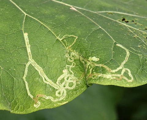 Leaf Miner Fly - Liriomyza arctii Host: Burdock (Arctium sp.) Agromyzidae,Arctium,Geotagged,Liriomyza,Liriomyza arctii,Summer,United States,burdock,leaf miner fly,leafmine,leafminer,signs of wildlife