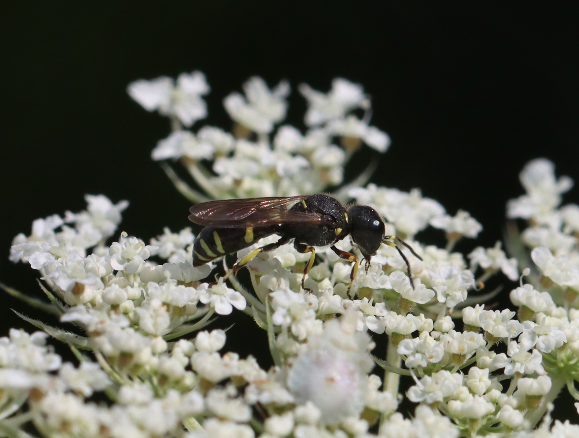 Square-headed Wasp - Ectemnius continuus Species is tentative<br />
<br />
Habitat: On wild carrot (Daucus carota);Meadow Crabronidae,Daucus carota,Ectemnius continuus,Ectemnius subgenus Hypocrabro,Geotagged,Hypocrabro,Summer,United States,ectemnius,square-headed wasp,wasp,wild carrot