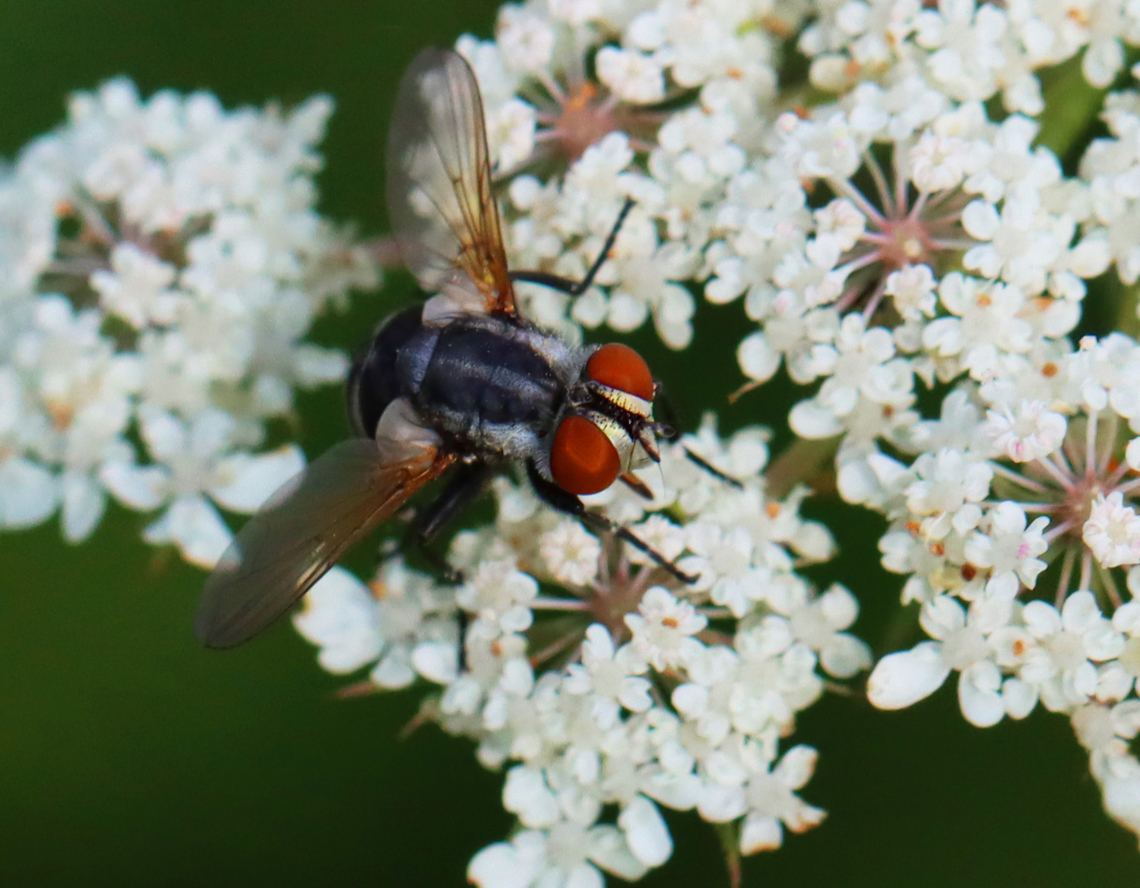 Tachinid Fly - Gymnoclytia occidua Habitat: On Wild Carrot (Daucus carota); Meadow Daucus carota,Geotagged,Gymnoclytia,Gymnoclytia occidua,Summer,Tachinid fly,Tachinidae,United States,diptera,fly,wild carrot