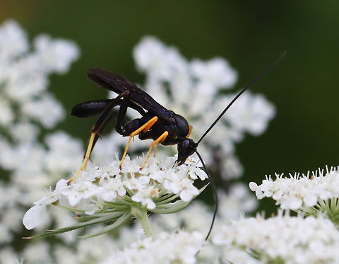 Ichneumonid Wasp - Exetastes fornicator Habitat: Wild carrot (Daucus carota); meadow Daucus carota,Exetastes,Exetastes fornicator,Geotagged,Summer,United States,Wild carrot,ichneumonid wasp,ichneumonidae,wasp