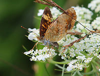 Pearl Crescent Butterfly - Phyciodes tharos Habitat: Wild carrot (Daucus carota); meadow<br />
https://www.jungledragon.com/image/156749/pearl_crescent_butterfly_-_phyciodes_tharos.html Daucus carota,Geotagged,Pearl Crescent,Phyciodes tharos,Summer,United States,Wild carrot