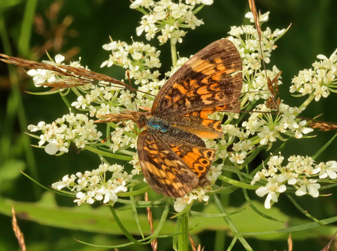 Pearl Crescent Butterfly - Phyciodes tharos Habitat: Wild carrot (Daucus carota); meadow<br />
<figure class="photo"><a href="https://www.jungledragon.com/image/156748/pearl_crescent_butterfly_-_phyciodes_tharos.html" title="Pearl Crescent Butterfly - Phyciodes tharos"><img src="https://s3.amazonaws.com/media.jungledragon.com/images/3232/156748_thumb.jpg?AWSAccessKeyId=05GMT0V3GWVNE7GGM1R2&Expires=1767225610&Signature=6y1685479rHzdqMH4m4RI6liHAo%3D" width="200" height="152" alt="Pearl Crescent Butterfly - Phyciodes tharos Habitat: Wild carrot (Daucus carota); meadow<br />
https://www.jungledragon.com/image/156749/pearl_crescent_butterfly_-_phyciodes_tharos.html Daucus carota,Geotagged,Pearl Crescent,Phyciodes tharos,Summer,United States,Wild carrot" /></a></figure> Daucus carota,Geotagged,Pearl Crescent,Phyciodes,Phyciodes tharos,Summer,United States,Wild carrot,butterfly