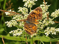 Pearl Crescent Butterfly - Phyciodes tharos Habitat: Wild carrot (Daucus carota); meadow<br />
https://www.jungledragon.com/image/156748/pearl_crescent_butterfly_-_phyciodes_tharos.html Daucus carota,Geotagged,Pearl Crescent,Phyciodes,Phyciodes tharos,Summer,United States,Wild carrot,butterfly