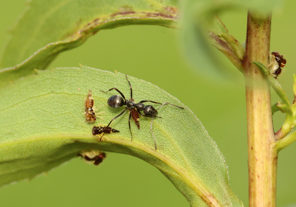 Ant - Complex Formica fusca Herding treehopper nymphs.<br />
<br />
Habitat: Meadow Complex Formica fusca,Formica fusca,Geotagged,Summer,United States,ant,formica,mutualism,symbiosis,treehoppers