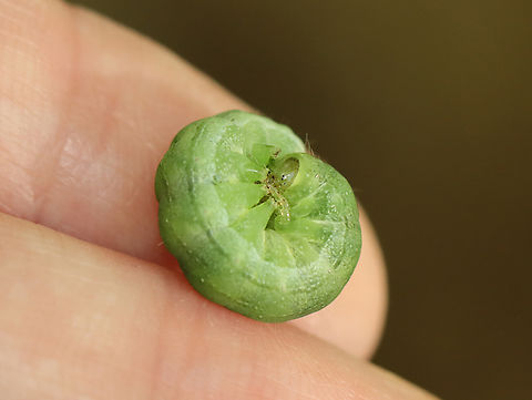 American Angle Shades Caterpillar - Euplexia benesimilis Habitat: Deciduous forest American angle shades,Euplexia,Euplexia benesimilis,Geotagged,Noctuidae,Summer,United States,caterpillar,larva