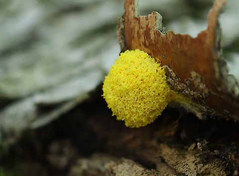 Dog Vomit Slime Mold - Fuligo septica Habitat: Rotting birch log; deciduous forest Dog vomit slime mold,Fuligo septica,Geotagged,Summer,United States,fuligo,slime mold