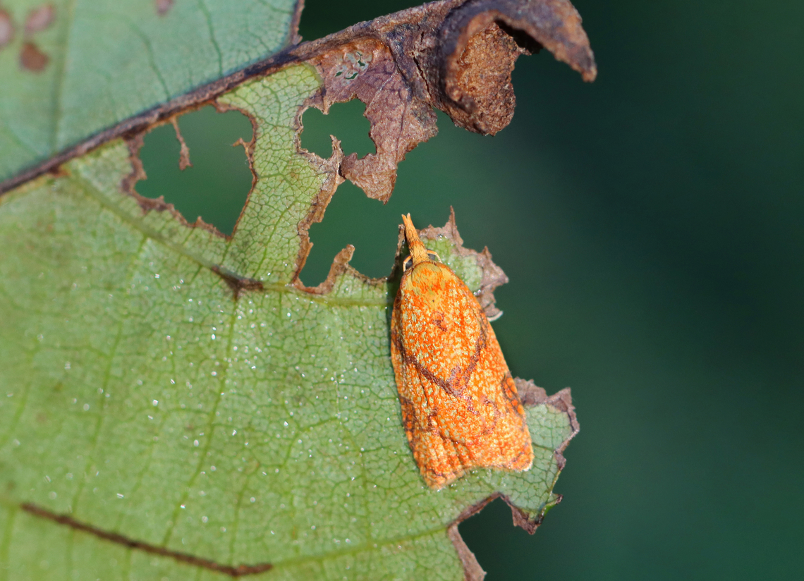 Reticulated Sparganothis - Cenopis reticulatana Habitat: Meadow Cenopis,Cenopis reticulatana,Geotagged,Reticulated Sparganothis,Sparganothis reticulatana,Summer,Tortricidae,United States,moth