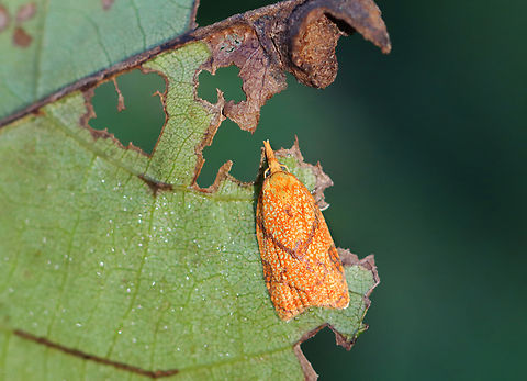 Reticulated Sparganothis - Cenopis reticulatana Habitat: Meadow Cenopis,Cenopis reticulatana,Geotagged,Reticulated Sparganothis,Sparganothis reticulatana,Summer,Tortricidae,United States,moth