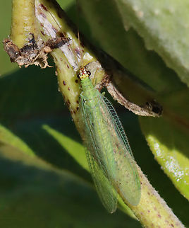 Golden-eyed Lacewing - Chrysopa oculata Habitat: On milkweed; meadow Chrysopa,Chrysopa oculata,Chrysopidae,Geotagged,Golden-eyed lacewing,Summer,United States,lacewing