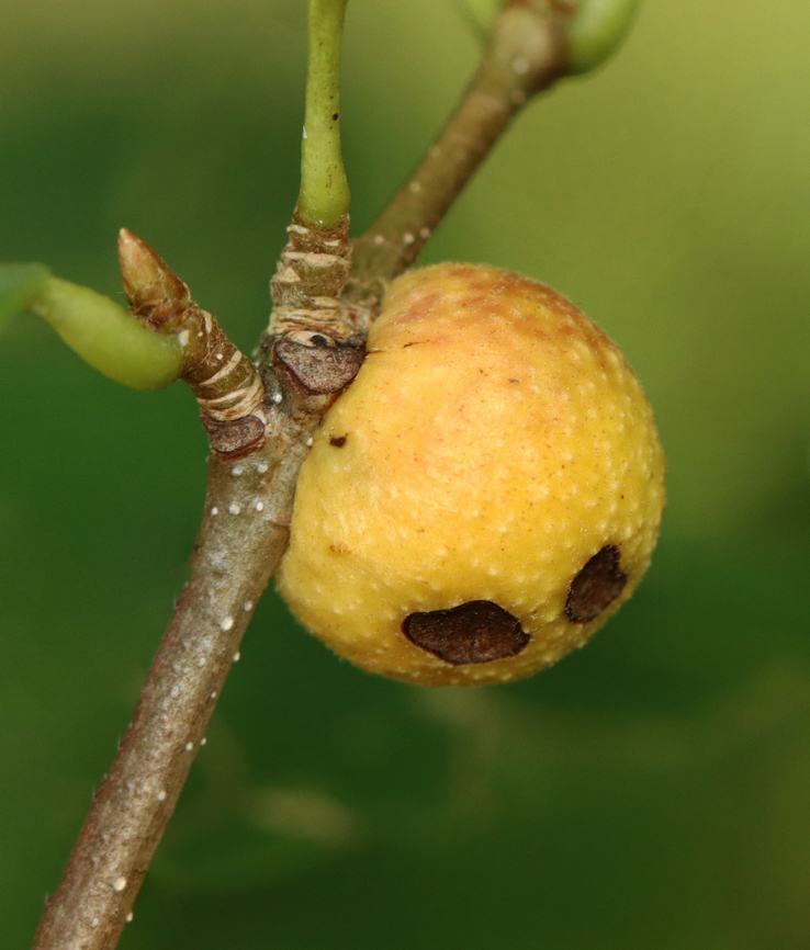 Bullet Wasp Gall - Disholcaspis quercusglobulus Host: Quercus sp. Bullet Gall Wasp,Disholcaspis,Disholcaspis quercusglobulus,Geotagged,Summer,United States,bullet wasp gall,cynipidae,gall,wasp gall