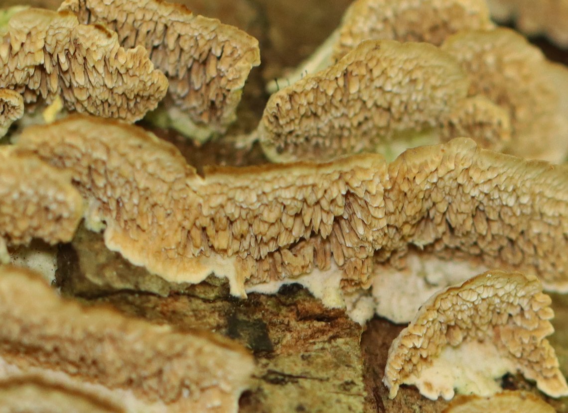 Violet-Toothed Polypore - Trichaptum biforme Habitat: Growing on rotting hardwood; mixed forest<br />
<figure class="photo"><a href="https://www.jungledragon.com/image/156859/violet-toothed_polypore_-_trichaptum_biforme.html" title="Violet-Toothed Polypore - Trichaptum biforme"><img src="https://s3.amazonaws.com/media.jungledragon.com/images/3232/156859_thumb.jpg?AWSAccessKeyId=05GMT0V3GWVNE7GGM1R2&Expires=1767225610&Signature=1nnuFwbhoMBXYw9LYisndAsrUqk%3D" width="118" height="152" alt="Violet-Toothed Polypore - Trichaptum biforme Habitat: Growing on rotting hardwood; mixed forest<br />
https://www.jungledragon.com/image/156858/violet-toothed_polypore_-_trichaptum_biforme.html Geotagged,Hymenochaetales,Summer,Trichaptum,Trichaptum biforme,United States,Violet-Toothed Polypore,fungus,polypore" /></a></figure> Geotagged,Summer,Trichaptum biforme,United States,Violet-Toothed Polypore
