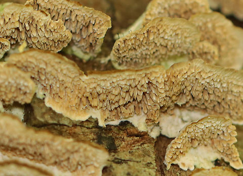 Violet-Toothed Polypore - Trichaptum biforme Habitat: Growing on rotting hardwood; mixed forest
https://www.jungledragon.com/image/156859/violet-toothed_polypore_-_trichaptum_biforme.html Geotagged,Summer,Trichaptum biforme,United States,Violet-Toothed Polypore