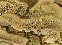 Violet-Toothed Polypore - Trichaptum biforme Habitat: Growing on rotting hardwood; mixed forest<br />
https://www.jungledragon.com/image/156859/violet-toothed_polypore_-_trichaptum_biforme.html Geotagged,Summer,Trichaptum biforme,United States,Violet-Toothed Polypore
